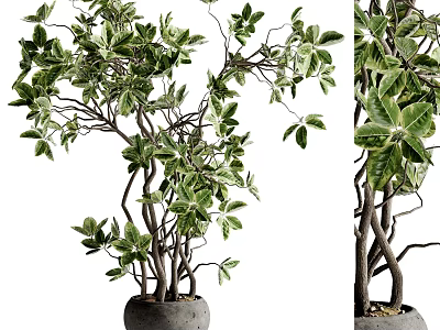 Decorative Indoor Bonsai Tree With Curved Branches Green Leaves And Gray Concrete Pot 3d model