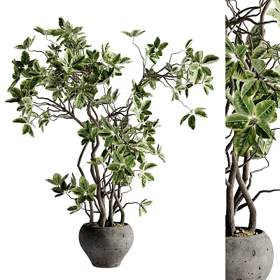 Decorative Indoor Bonsai Tree With Curved Branches Green Leaves And Gray Concrete Pot 3d model
