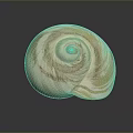 Aquatic Animal Shell Featuring Creamy White And Light Pink Spiral Patterns On Dark Background With Reflection 3d model