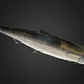 Whole Silver Gray Fish With Dark Spots On Dark Background Shown Clearly 3d model