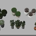 Various Bonsai Potted Plants With Different Green Foliage And Decorative Pots