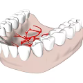 3D Rendered Mandible Teeth Model With Detailed Vascular Structure And White Enamel