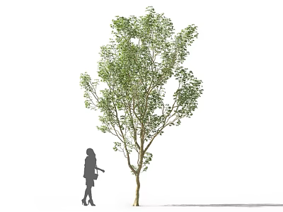 Tall Arbor With Green Foliage And Human Silhouette In Outdoor Scene 3d model