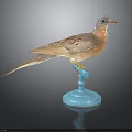 Taxidermy Bird With Brown And Orange Feathers On Blue Base Against Dark Background