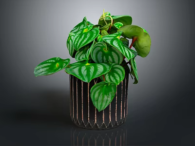 Lush Green Plant with Striped Leaves in Decorative Black Pot for Indoor Decor 3d model