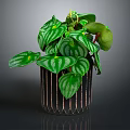 Lush Green Plant with Striped Leaves in Decorative Black Pot for Indoor Decor