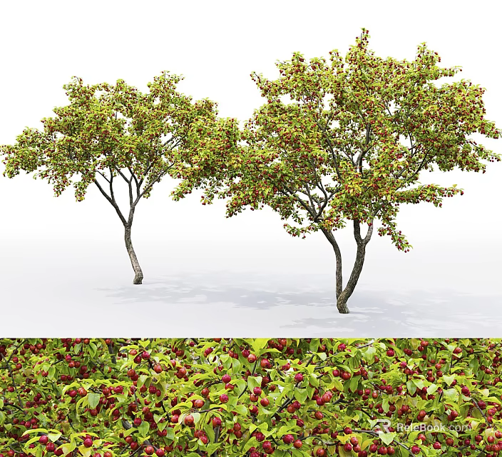 Tall Deciduous Trees With Lush Green Foliage And Red Berries In Natural Landscape 3d model 