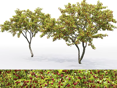 Tall Deciduous Trees With Lush Green Foliage And Red Berries In Natural Landscape 3d model