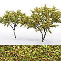 Tall Deciduous Trees With Lush Green Foliage And Red Berries In Natural Landscape