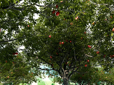 Modern Fruit Orchard 3d model