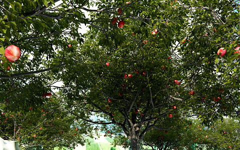 Modern Fruit Orchard 3d model