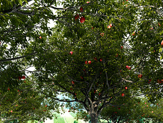 Modern Fruit Orchard 3d model