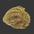 Colorful Conch Shell With Spiral Pattern And Detailed Striped Texture On Dark Background