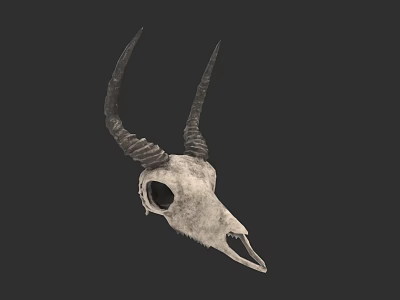 Detailed Realistic Antelope Skull With Curved Horns On Dark Background 3d model