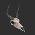 Detailed Realistic Antelope Skull With Curved Horns On Dark Background