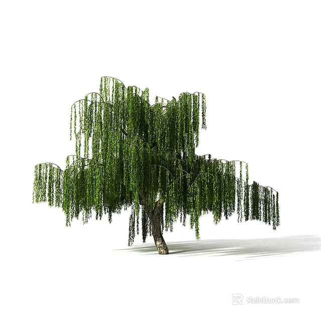 Graceful Willow Tree With Long Hanging Branches And Green Leaves 3d model