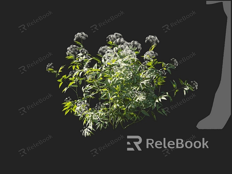 Poison celery flowers potted wild flowers common flowers flower garden flower bed flowers ornamental plants model