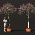 Two Trees With Purple Flowers In Brown Pots Beside Person Wearing Hat