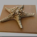 Starfish With Spiny Body Displayed On A Brown Textured Wooden Board