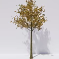 Two Arbor Trees Displaying Green and Yellow Foliage Against White Background and Casting Shadows 3d model