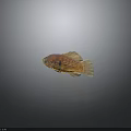 Vibrant Orange Brown Spotted Tropical Fish Swimming In Aquarium With Reflection
