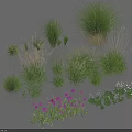 Different Kinds Of Grasses And Purple Flowers For Garden Decoration And Landscaping