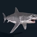 Great White Shark Swimming With Open Mouth Sharp Teeth Gray Skin