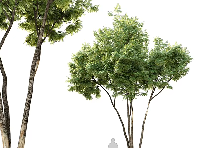 Graceful Tall Arbor Trees With Lush Green Leaves Slender Trunks And Full Branches 3d model