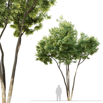 Graceful Tall Arbor Trees With Lush Green Leaves Slender Trunks And Full Branches 3d model