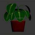 Green Leafy Houseplant with Large Vibrant Green Leaves in Red Pot