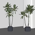 Indoor Bonsai Plants With Green Foliage Tall Stems In Gray Pots And Minimalist White Background