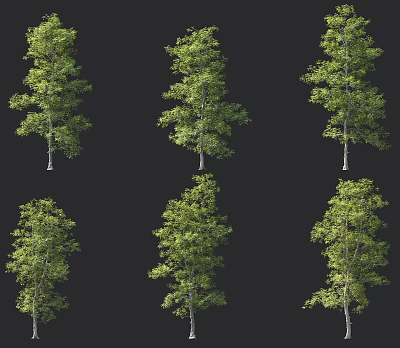 Arbor with Lush Green Foliage and Slender Trunk Shown in Multiple Angles Against Black Background 3d model