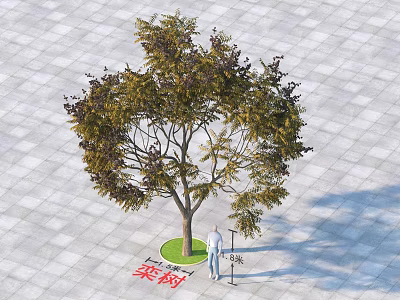 Goldenrain Tree As Tall Arbor With Person Standing On Paved Tile Ground And Green Lawn 3d model