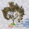 Goldenrain Tree As Tall Arbor With Person Standing On Paved Tile Ground And Green Lawn
