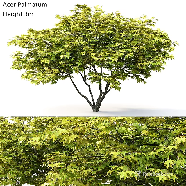 Decorative Ornament Set Featuring Green Leaf Tree and Lush Foliage for Home Decor 3d model 
