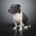 Black and White Staffordshire Bull Terrier Sitting On Reflective Floor With Dark Background