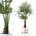 Lush Green Potted Plants In White Pots With Various Leaf Shapes