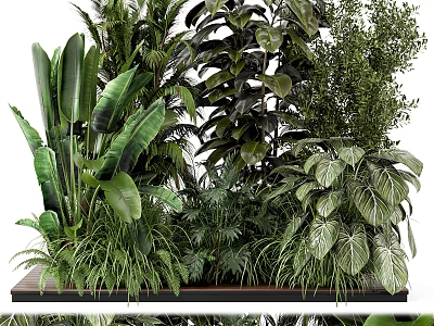 Diverse Shrubs and Tropical Green Plants with Lush Leafy Foliage in Garden 3d model