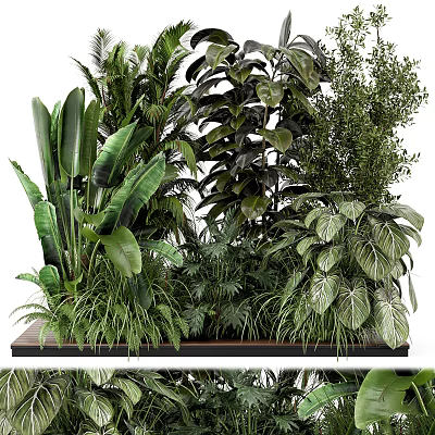 Diverse Shrubs and Tropical Green Plants with Lush Leafy Foliage in Garden 3d model