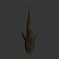 Dark Spotted Fish With Brown Fins And Textured Body On Gray Background
