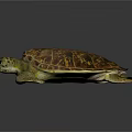 Colorful Sea Turtle With Vibrant Shell And Detailed Texture On Dark Background
