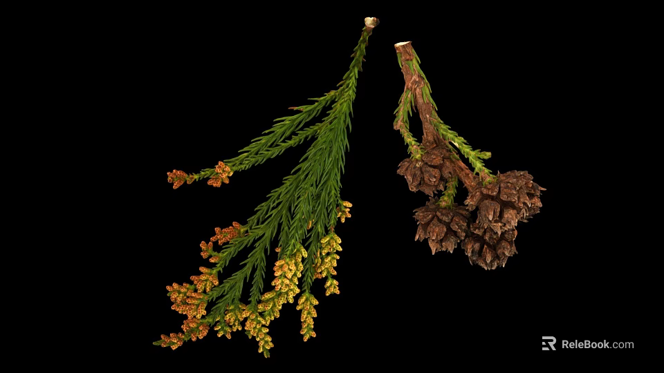 Green Leafy Plant Branches With Orange Yellow Flowers And Dark Brown Cones 3d model 