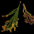 Green Leafy Plant Branches With Orange Yellow Flowers And Dark Brown Cones