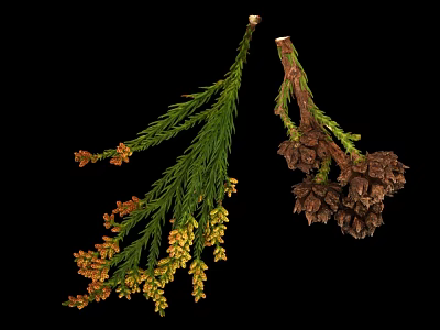 Green Leafy Plant Branches With Orange Yellow Flowers And Dark Brown Cones 3d model
