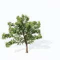 Lush Green Shrub With Dense Foliage And Brown Trunk For Garden Landscaping