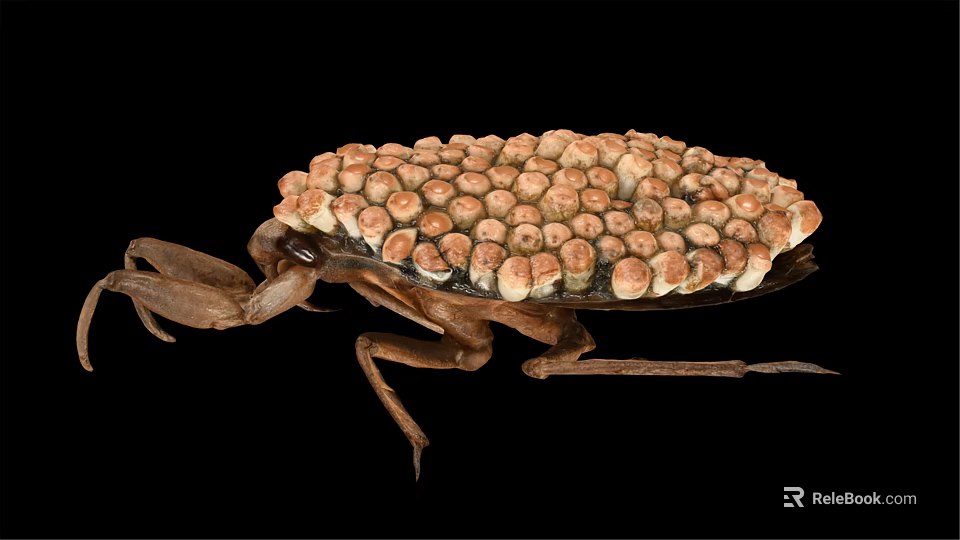 Reptile Carrying Eggs on Its Back Close Up View Against Black Background Setting 3d model 