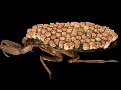 Reptile Carrying Eggs on Its Back Close Up View Against Black Background Setting 3d model