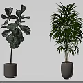 Potted Plants with Large and Feathery Leaves in White Ceramic Pots for Interior Decor