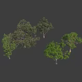 Various Types of Ornamental Trees With Green Foliage and Diverse Shapes