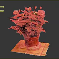 Yellow Flowering Potted Plant With Green Leaves In Red Pot On Yellow Mat